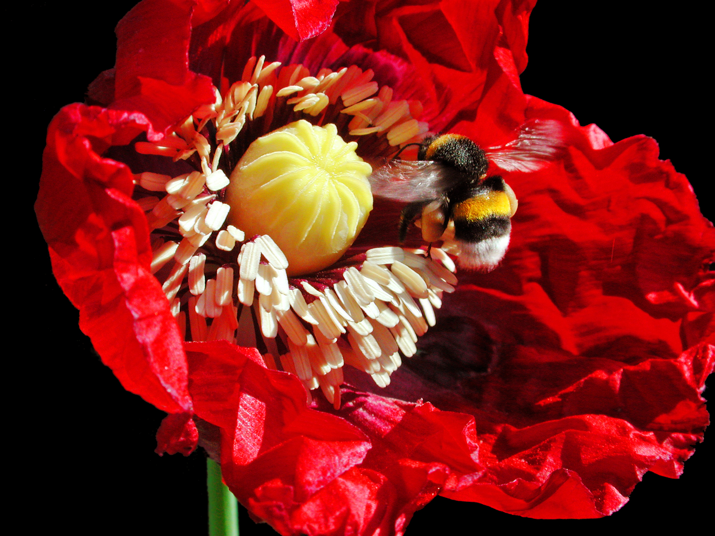 Bumblebee and Red Velvet