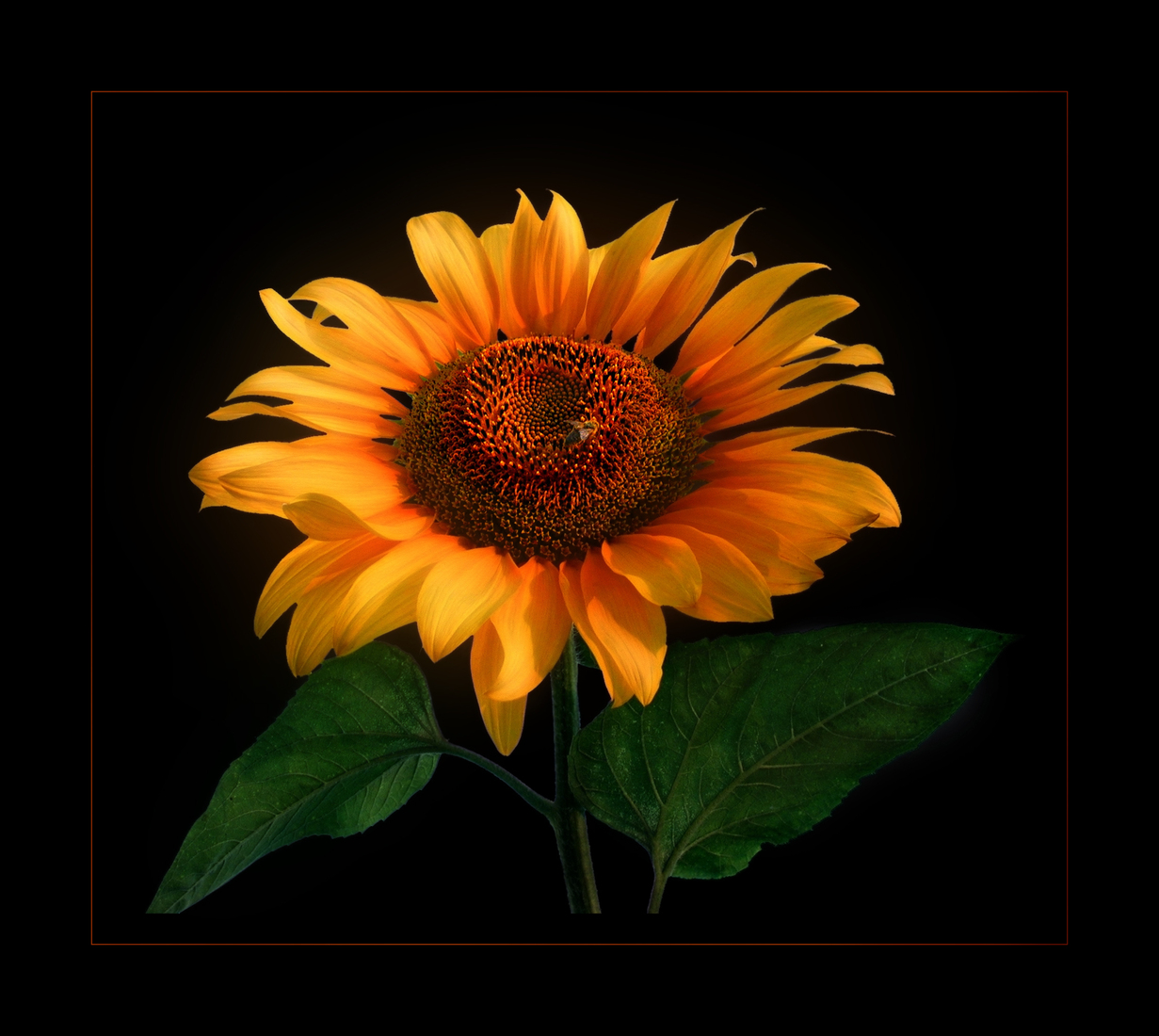 First Steps to van Gogh's World