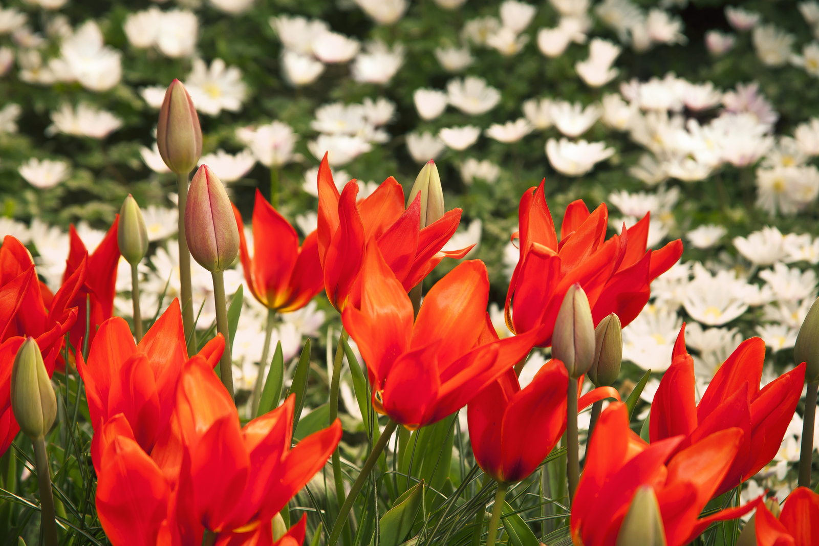 Dutch Tulips. Spring Mood