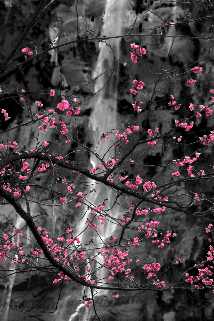 Sakura and Waterfall