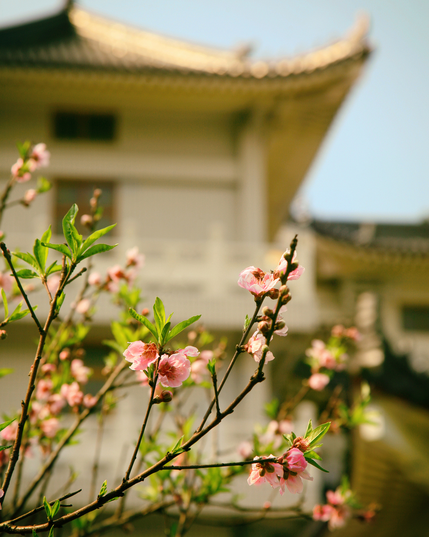 In the temple garden