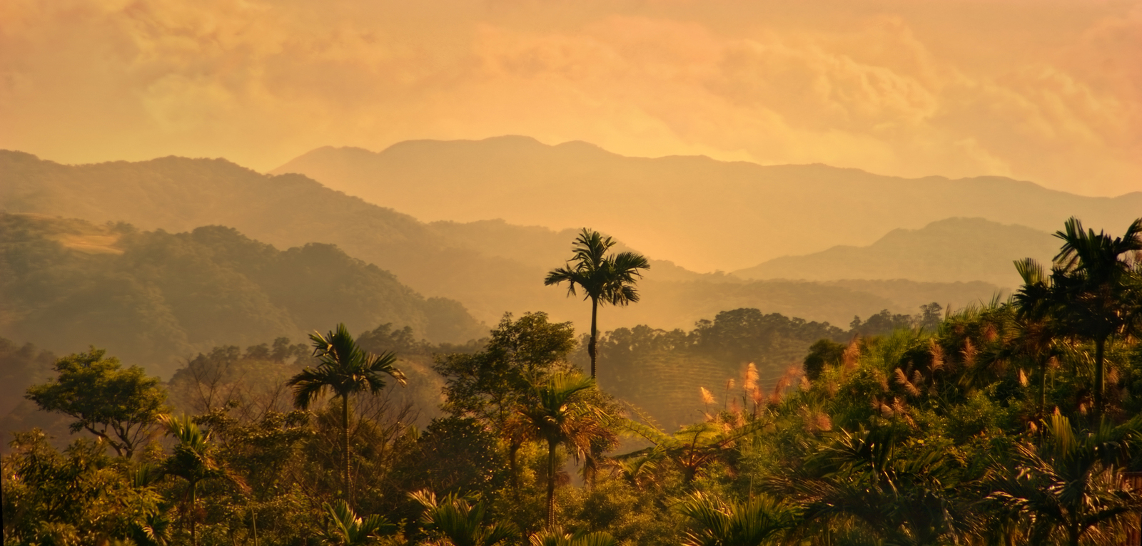 Welcome to the Tropical Paradise