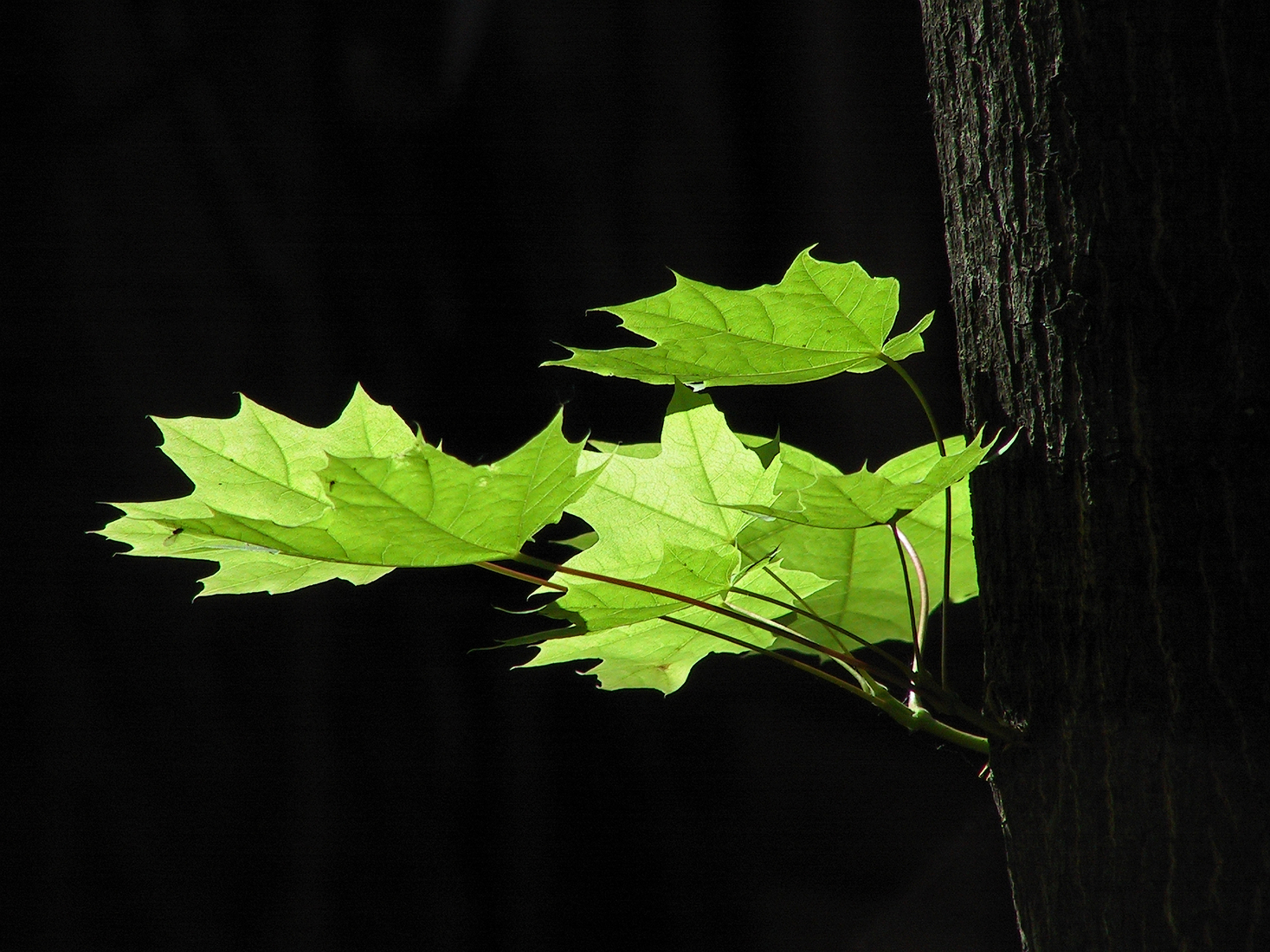 SUMMER GREEN CONTRAST