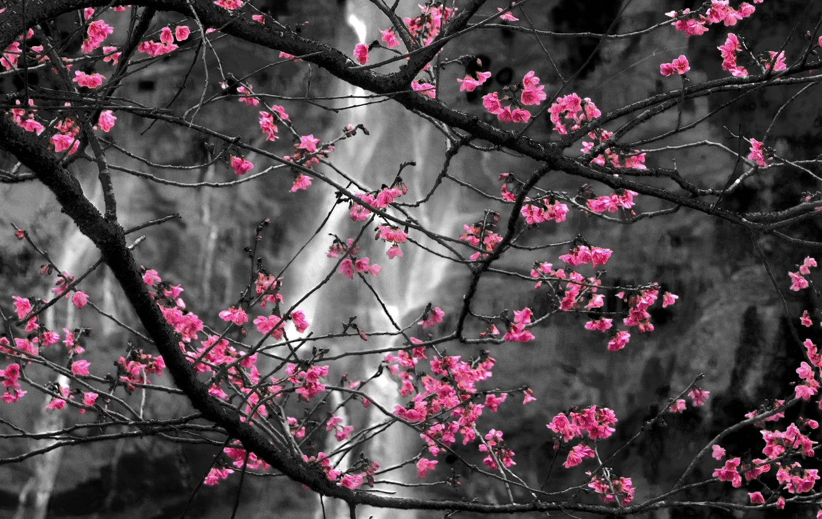 Sacura and waterfall (2)