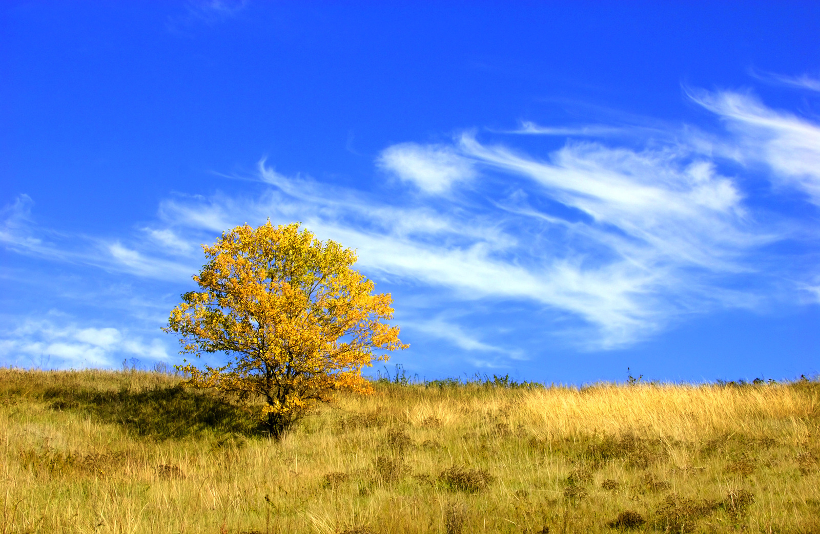 Summer in yellow and blue