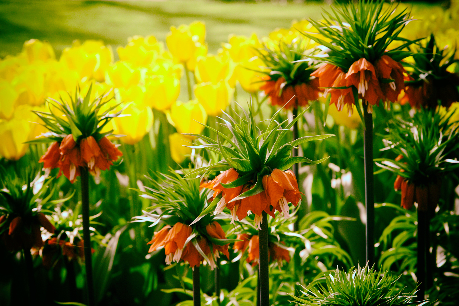 Keukenhof Nederland (1)