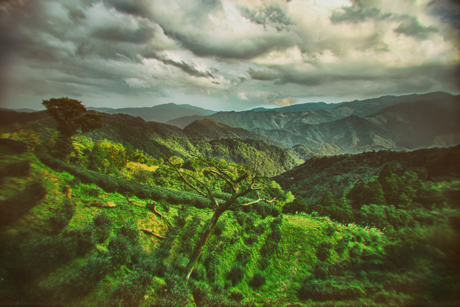 Taiwan. Tea plantation