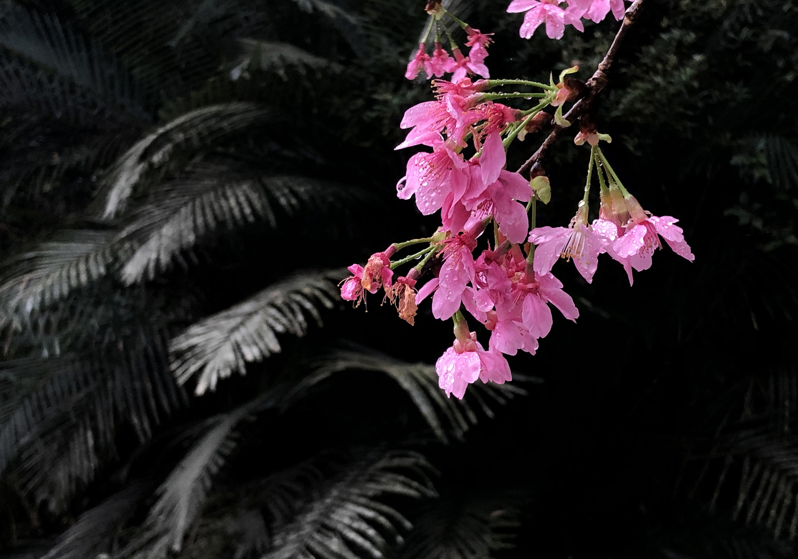Sakura after rain (Image 1)