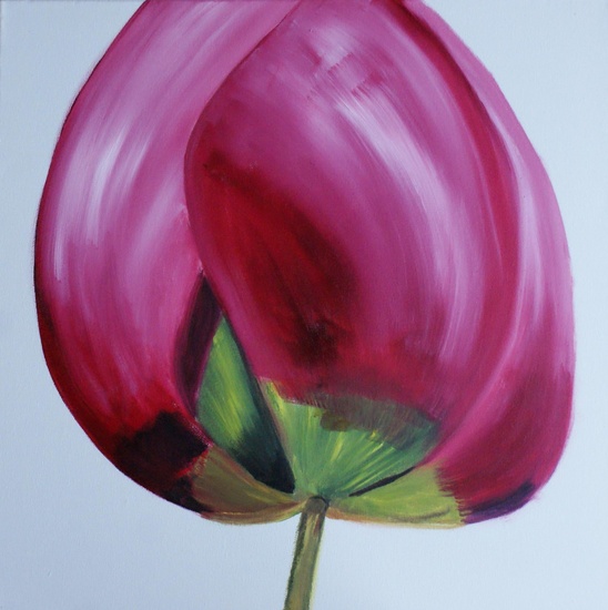 Tulp