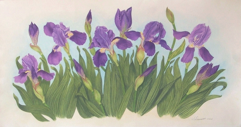 Wild Irises
