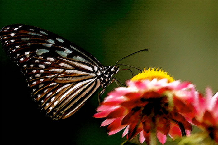 Vlinder (Schmetterling)