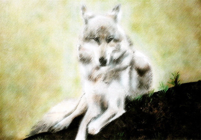 Witte wolf