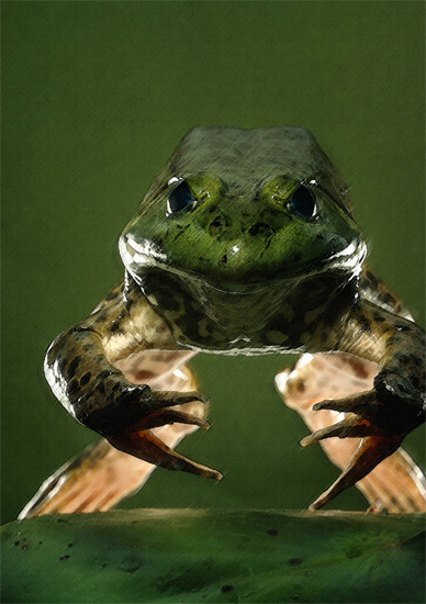 Frog