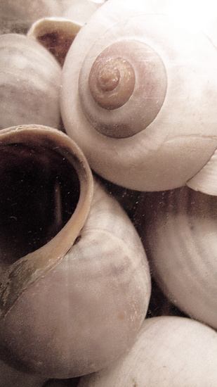 Shell