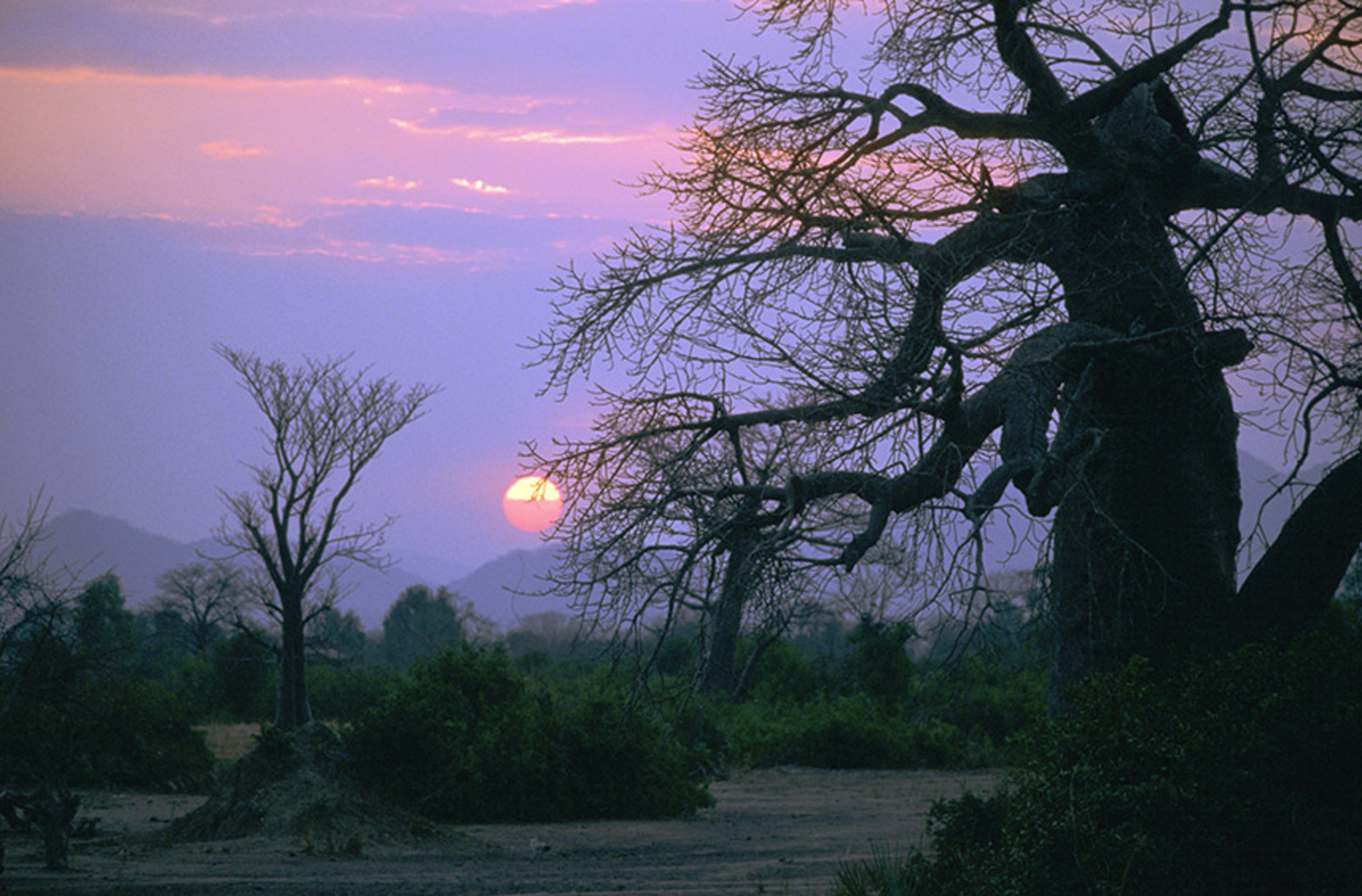 Baobab sunset
