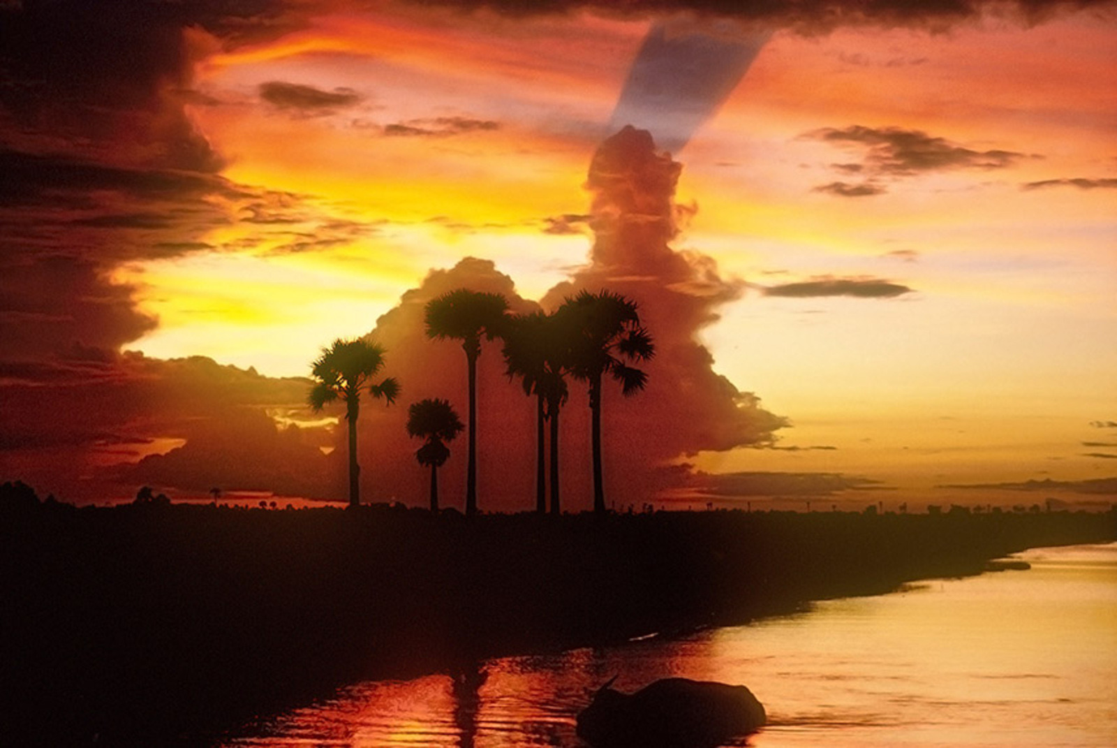 Sugar palm sunset