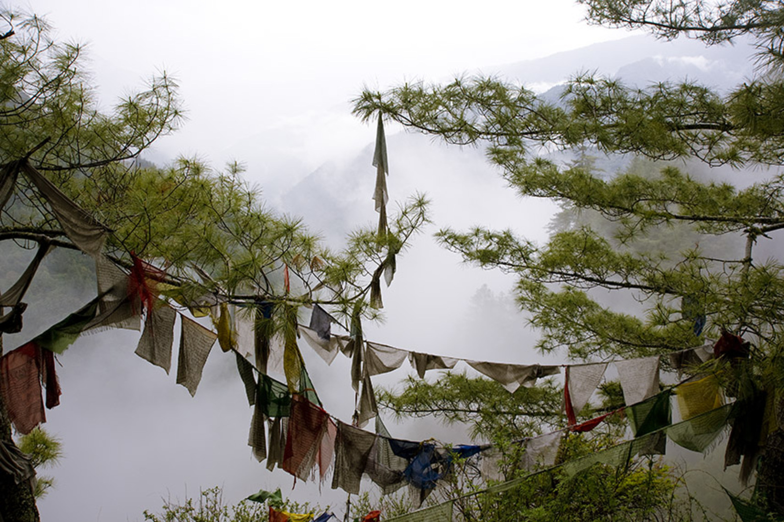 Bidvlaggen in de mist