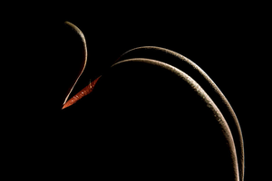 Gezichten, figuren, dieren herkenbaar in vrouwelijk naakt?