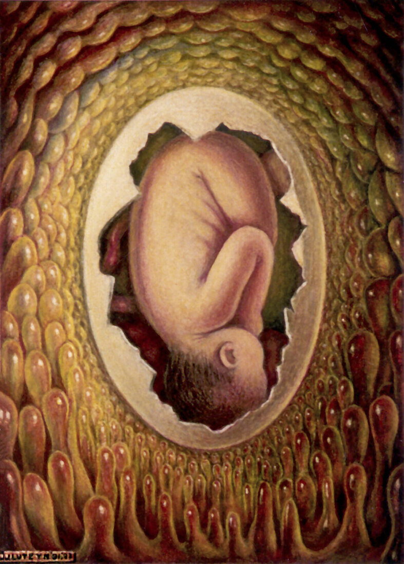De wonderlijke ontwikkeling van een embryo (Aquarel / pastel)