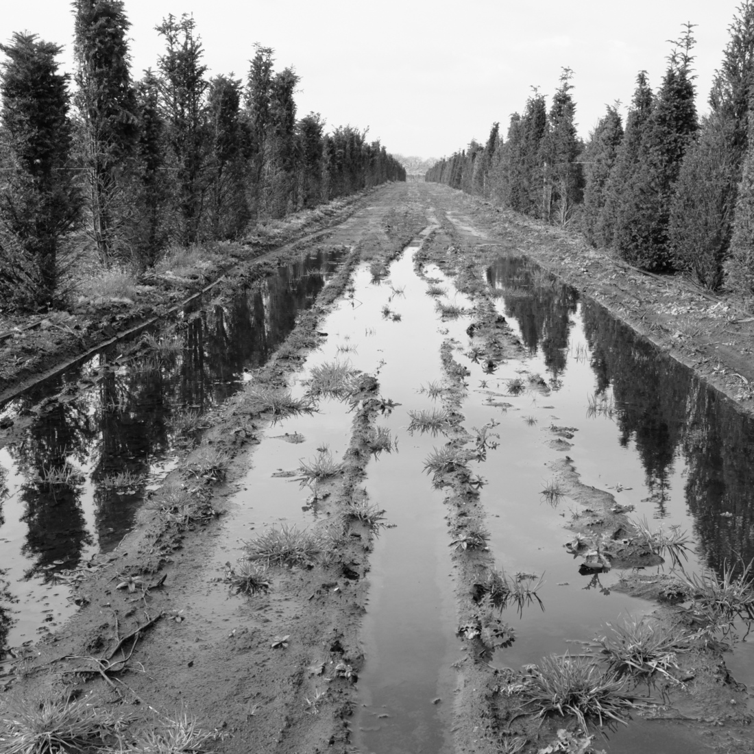 The road