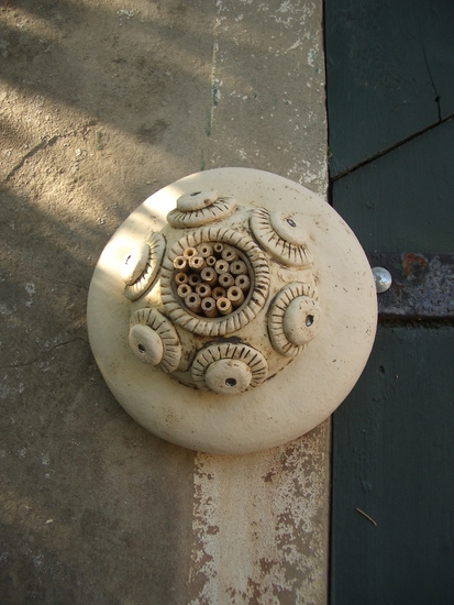 Zeeuwse knop als insectenkastje