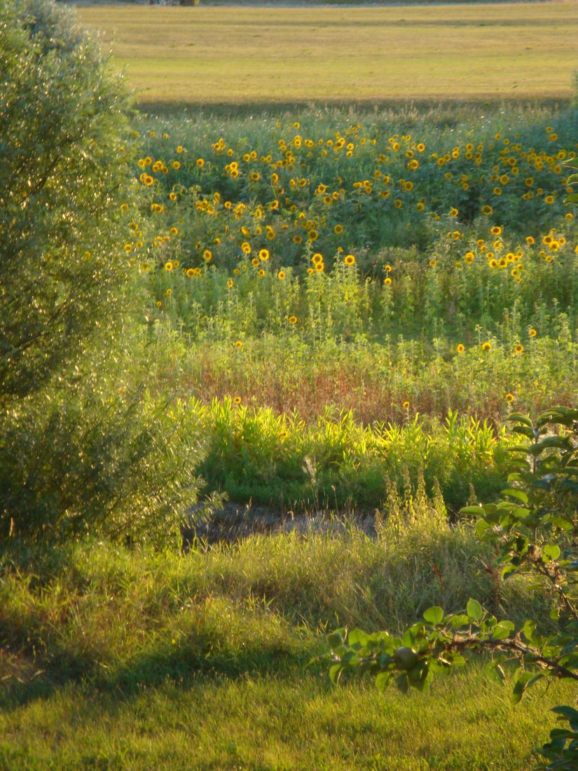 Woeste Hoogten, zonnebloemen
