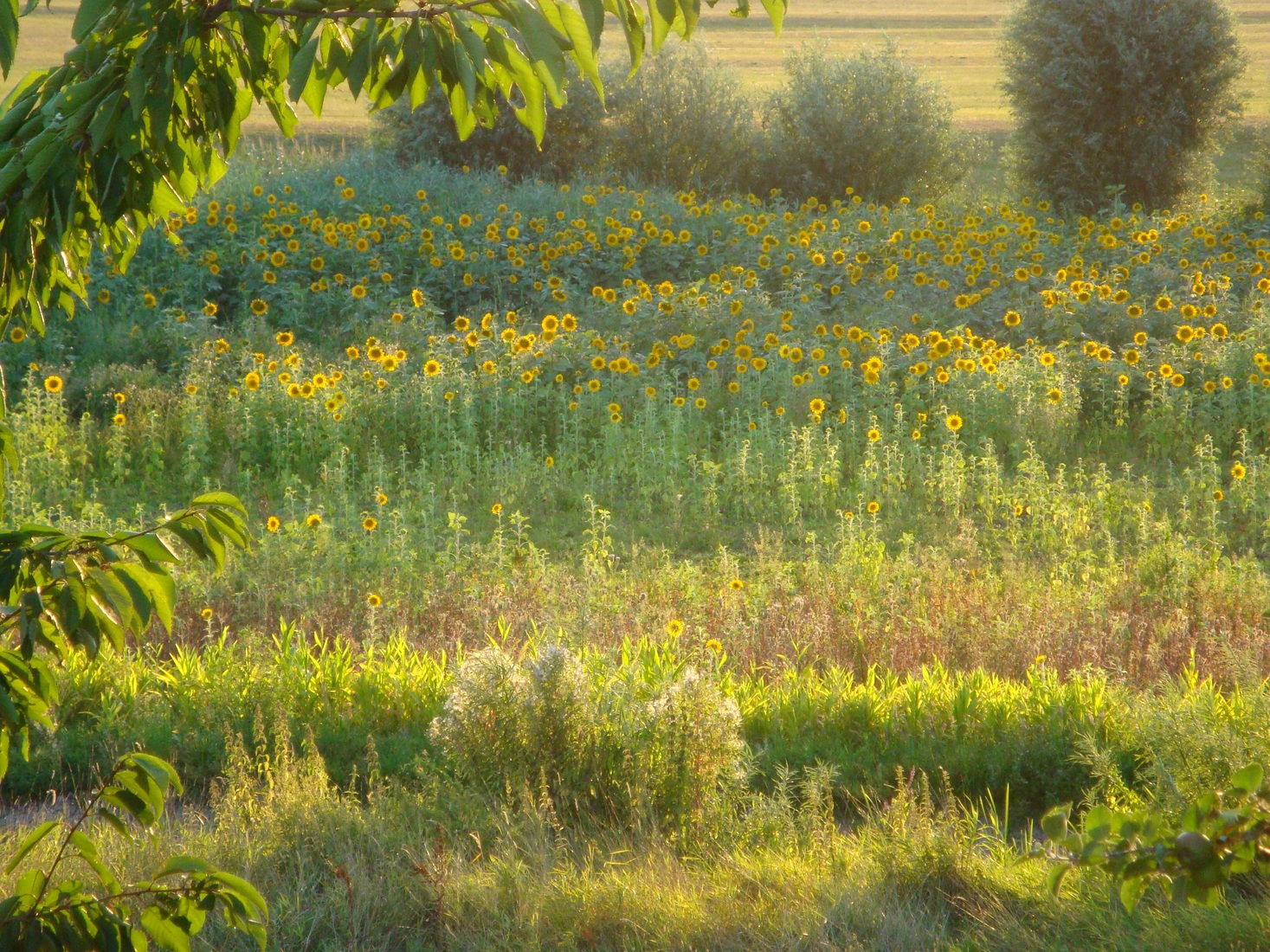 Woeste Hoogten, zonnebloemen