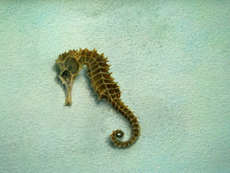 Zeepaardje (gedroogd)