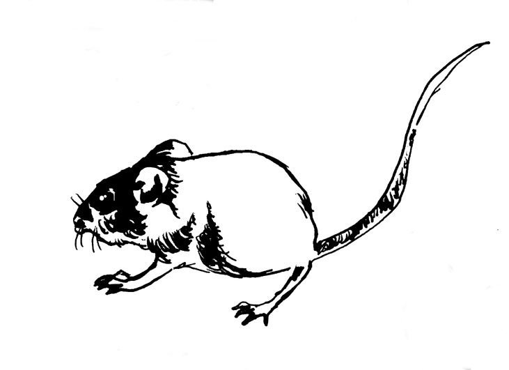 rat 2
