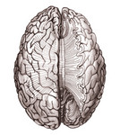 Medische illustraties verschenen in wetenschappelijk en educatief drukwerk over het menselijk brein, het hart, spieren etcetera.