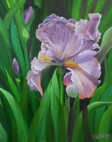Paarse Iris