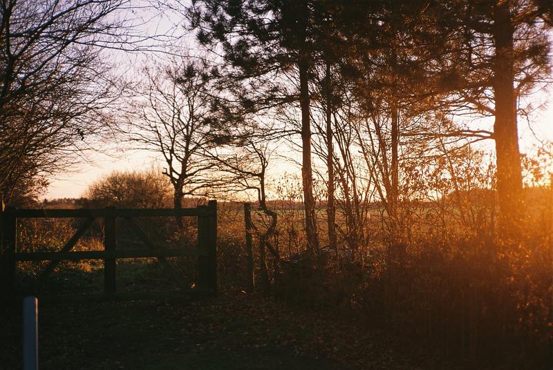 'boswandeling' winter