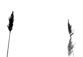 Riet 002