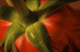 Rose Butt