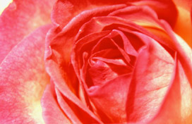 Roze Roos