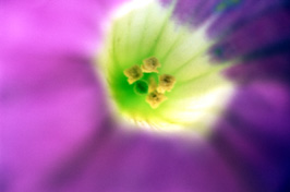 Wonder
