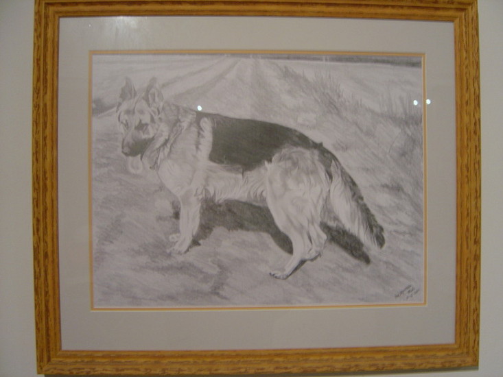 Duitse herdershond