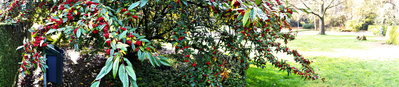 Boom met rode fruiten