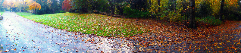 Gele bladeren op de weg