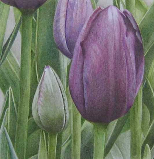 Tulp6/zwart-violet