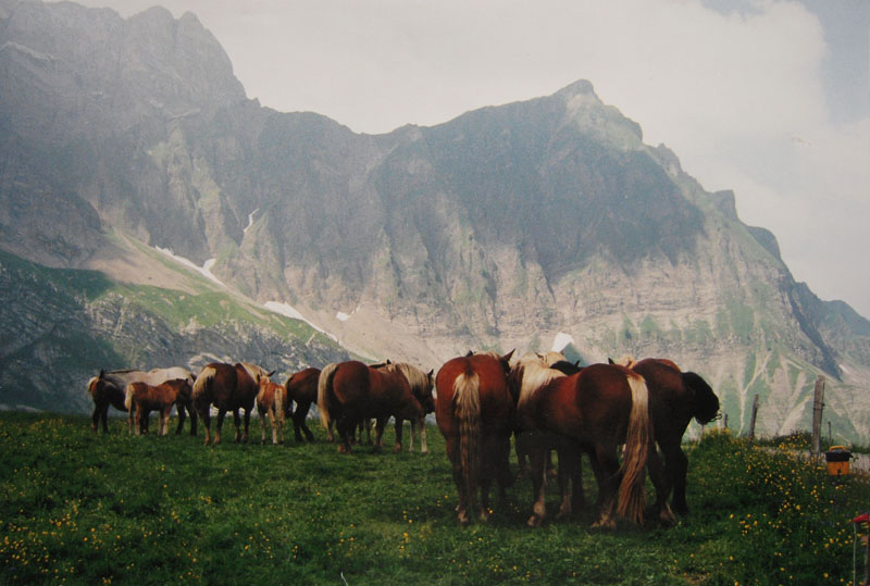 paarden mont Charvin