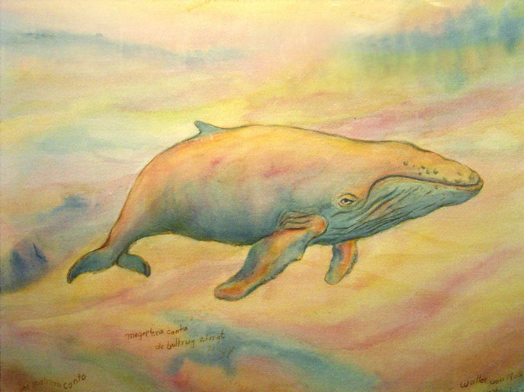 The Whale is singing,Megaptera canta