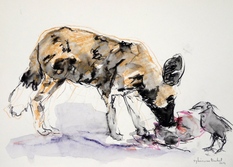 afrikaanse wilde hond