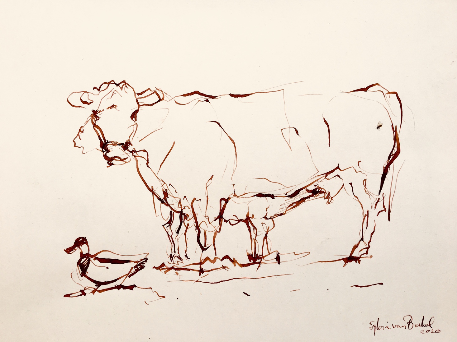 Drinkend kalfje met eend