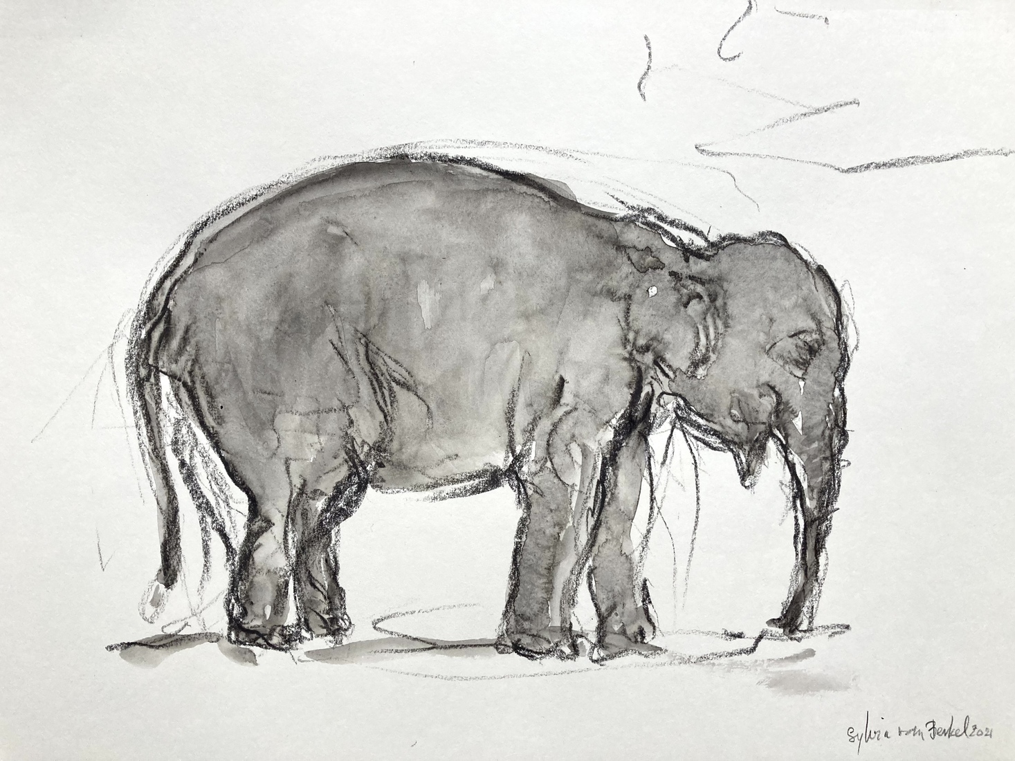 Olifant zwart wit