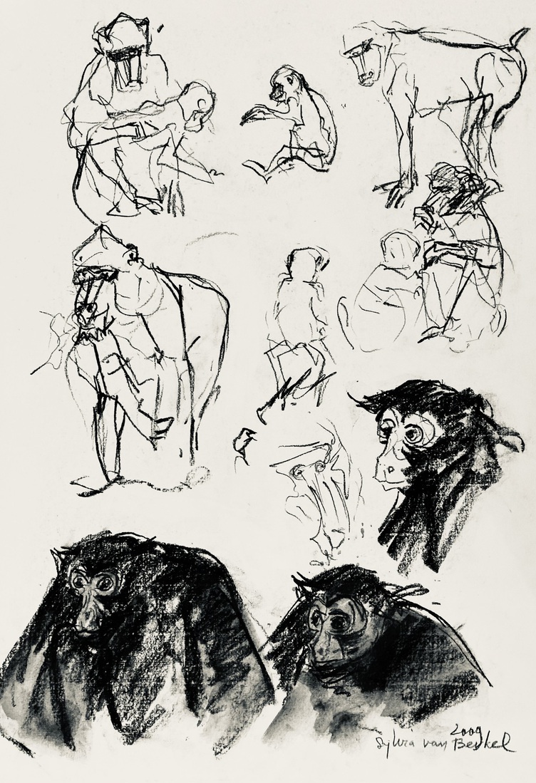 Mandril en slingeraap