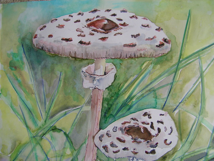 Parasolzwammen