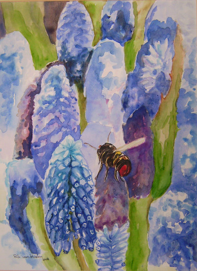 muscari