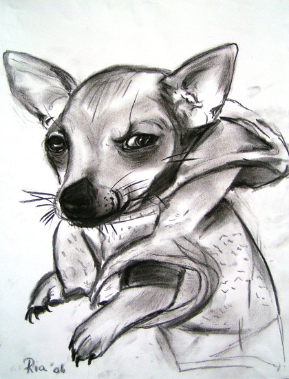 chihuahua