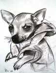 chihuahua in de kleren